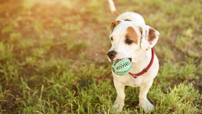 American staffordshire terrier dog