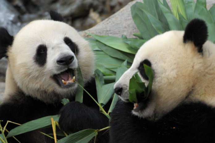panda