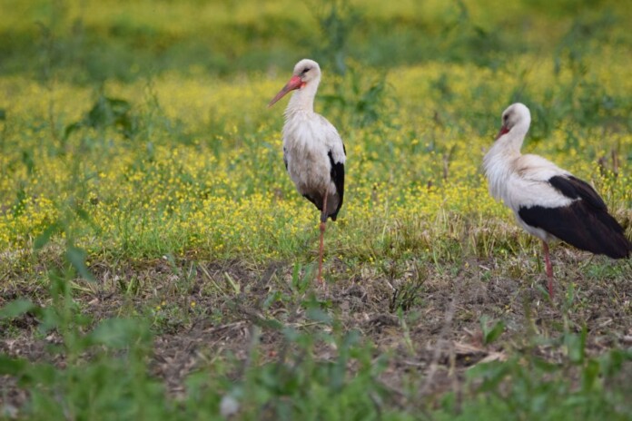Πελαργός Κουτσελιό