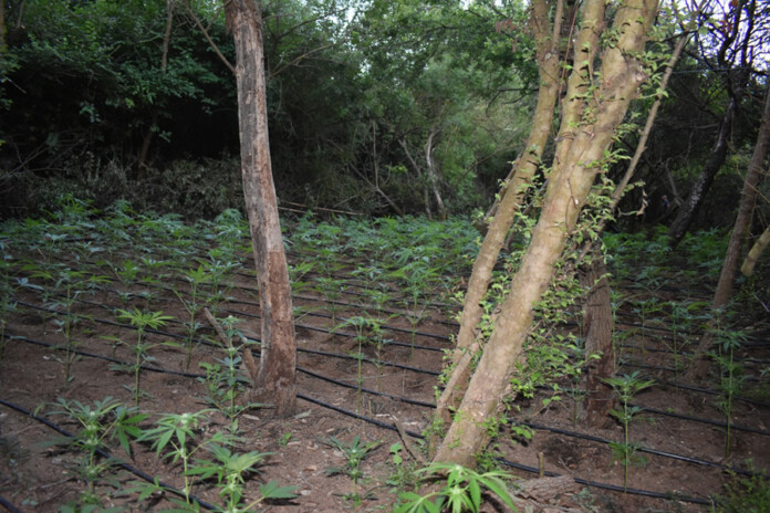 fiteia_filipiada-dasos