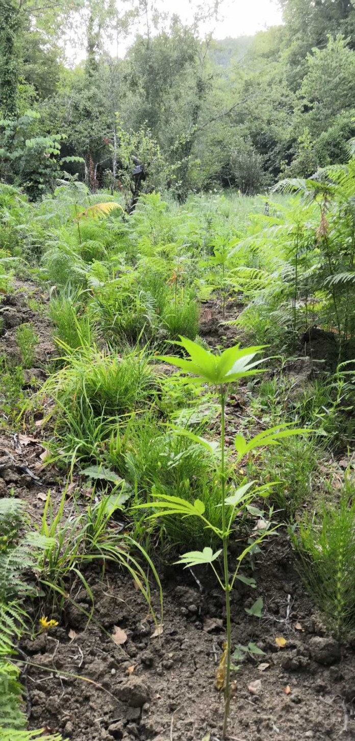 IMG-cd6755b34066b07dc0fbb6b16862959a-V