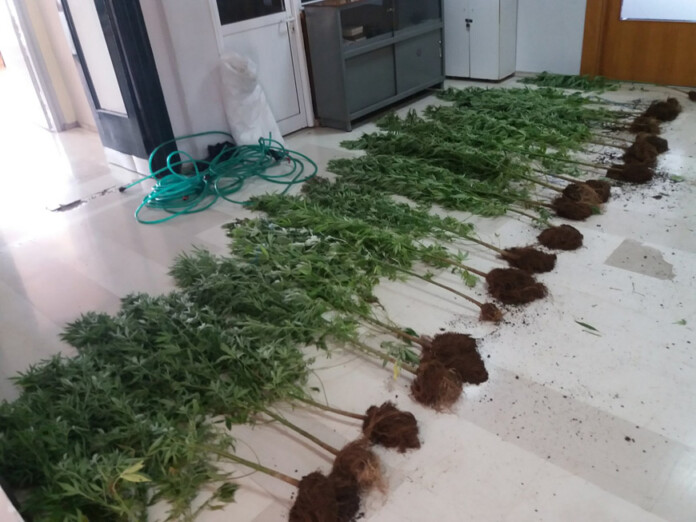 fiteia_pogoni fiteia_pogoni