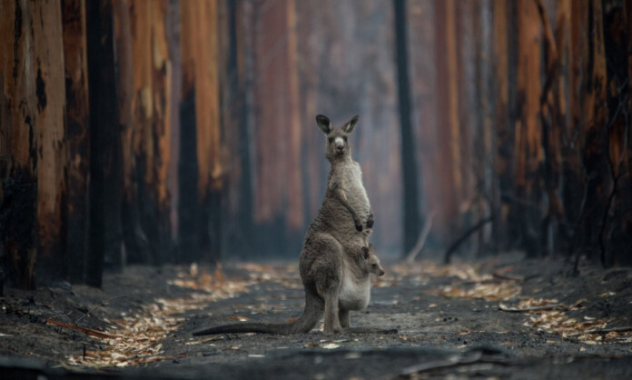 kangaroo