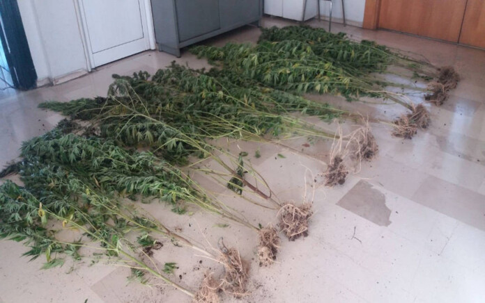 dendrylia-kanavis dendrylia-kanavis