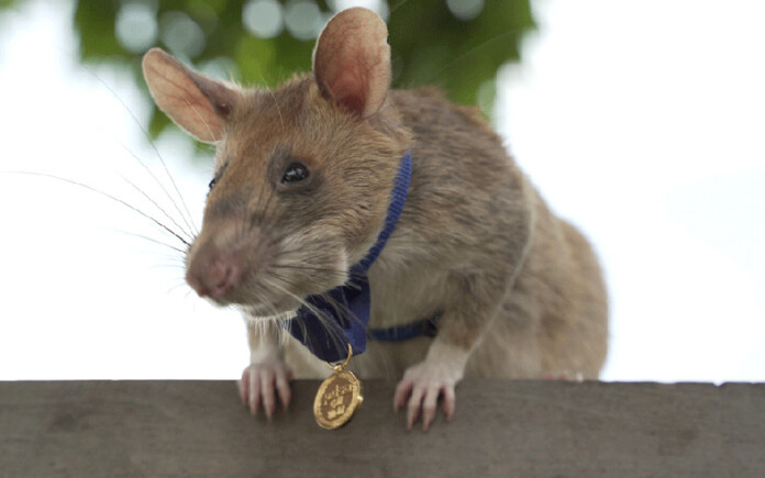 arouraios_kabotzi arouraios_kabotzi