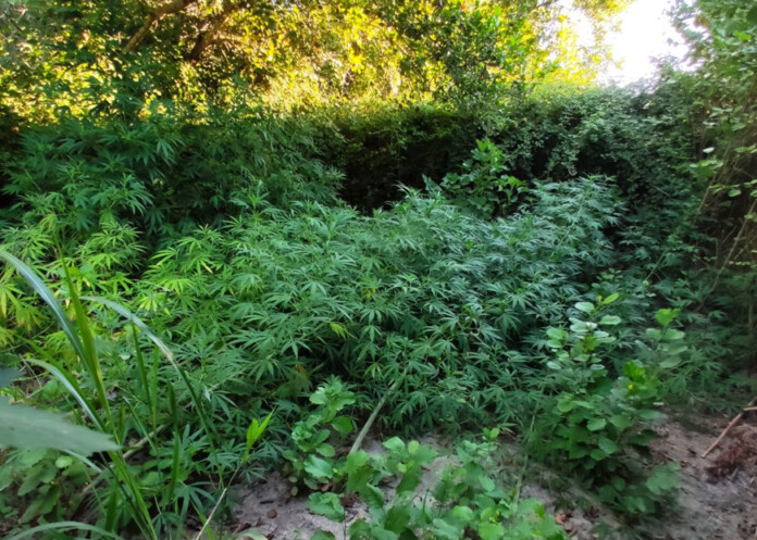 fiteia-dendrilion_preveza