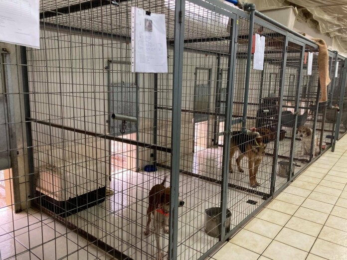 katafigio 2