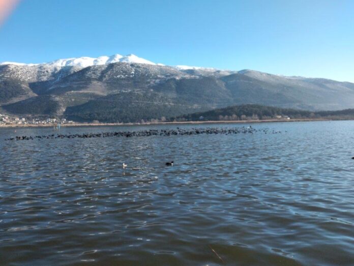 ΠΑΜΒΩΤΙΔΑ ΜΙΤΣΙΚΕΛΙ