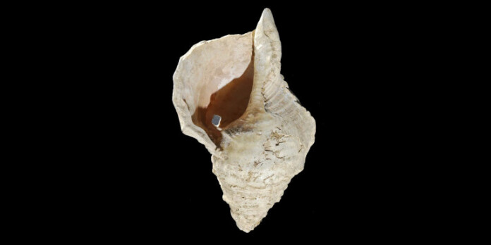 Conch