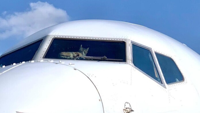 aeroplano-gata