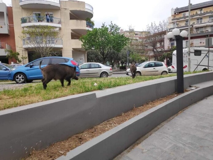 ΑΓΡΙΟΓΟΥΡΟΥΝΑ ΘΕΣΣΑΛΟΝΙΚΗ