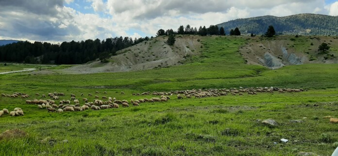 ΚΑΛΑΡΡΥΤΕΣ ΠΡΟΒΑΤΑ