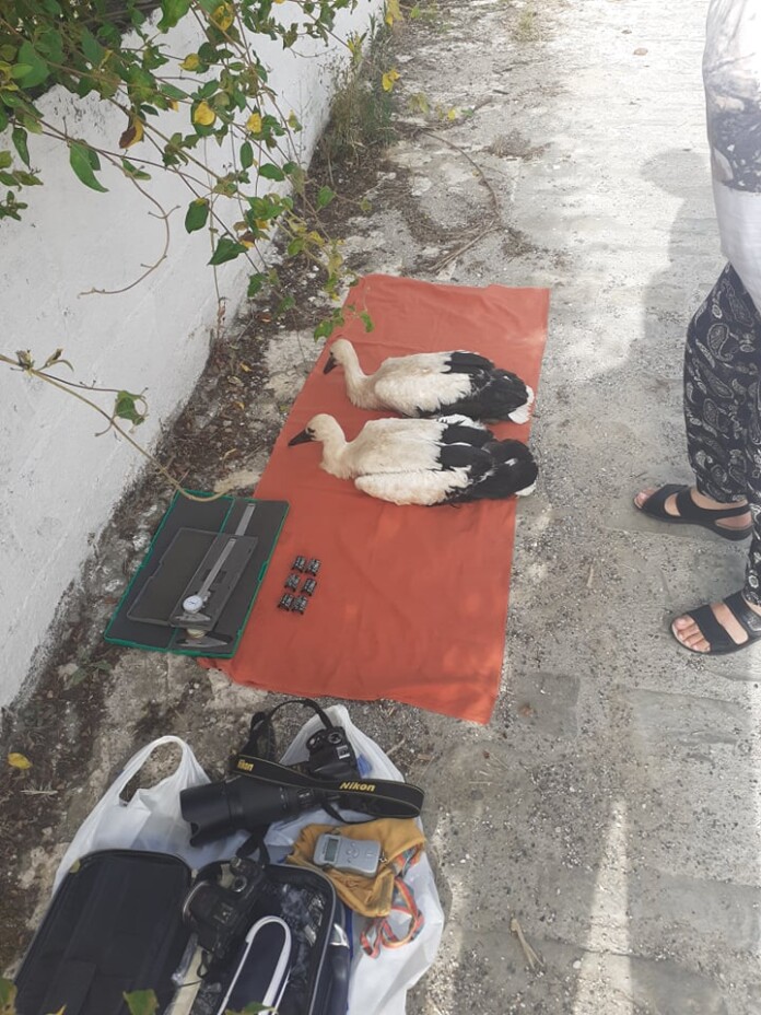 ΠΩΓΩΝΙ ΔΑΚΤΥΛΙΩΣΗ2