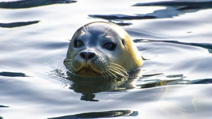 ΦΩΚΙΑ ΚΩΣΤΗΣ