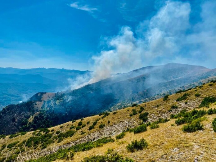 ΜΙΤΣΙΚΕΛΙ ΦΩΤΙΑ