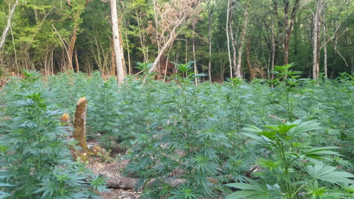 ΦΥΤΕΙΑ ΙΩΑΝΝΙΝΑ1