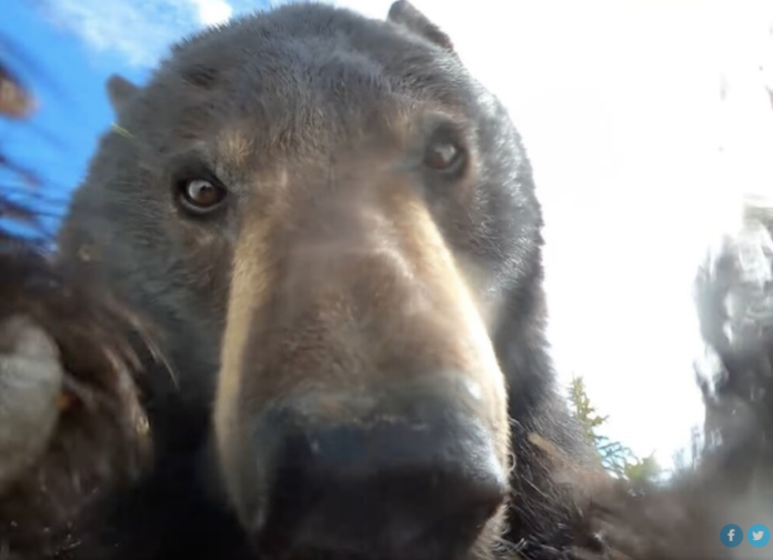 ΑΡΚΟΥΔΑ ΚΑΜΕΡΑ