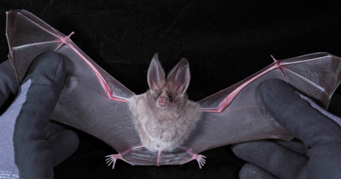 ΝΥΧΤΕΡΙΔΑ ΚΑΜΠΟΤΖΗ