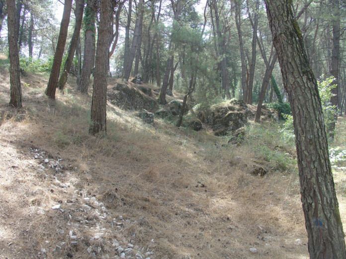 ΔΑΣΟΣ