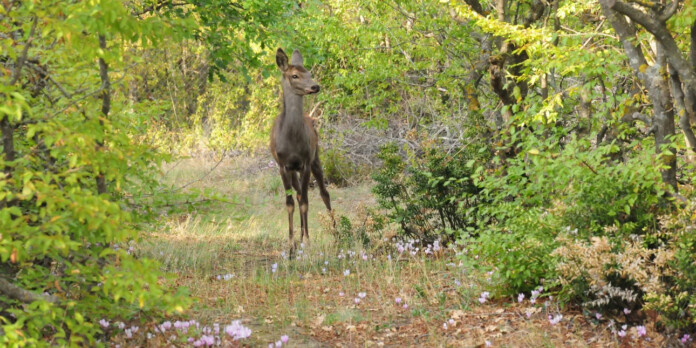 ΖΑΡΚΑΔΙ ΚΑΣΤΟΡΙΑ