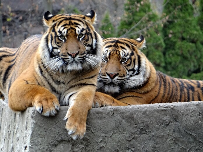 Predator Nature Mammal Cat Sumatran Tiger Tiger