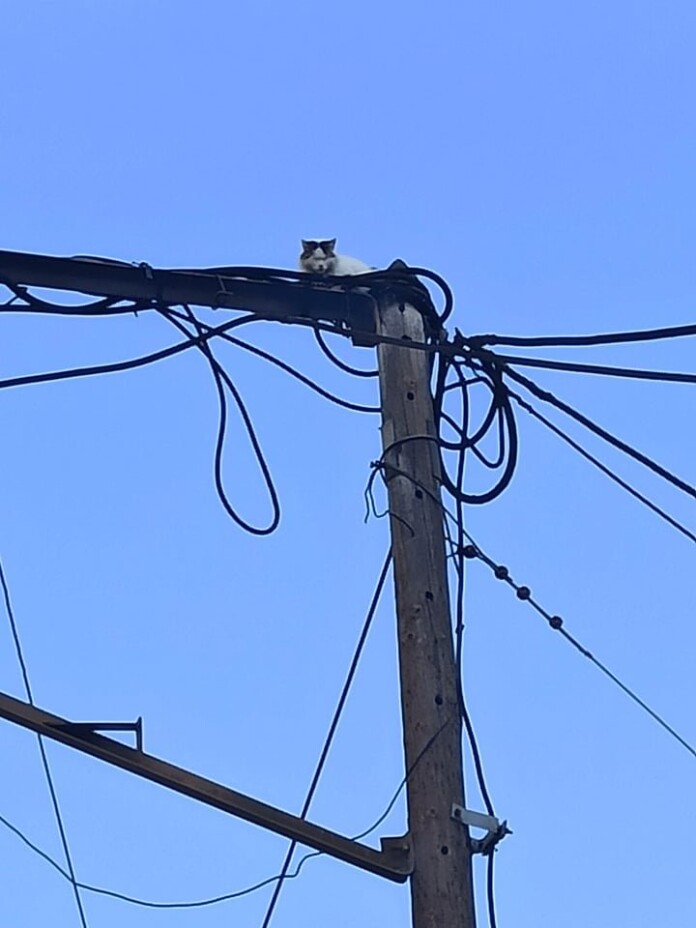 ΓΑΤΑ ΚΟΛΩΝΑ ΔΕΗ