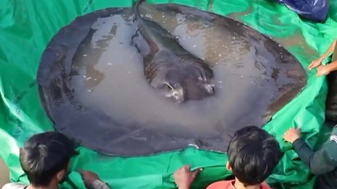 ΣΑΛΑΧΙ ΚΑΜΠΟΤΖΗ