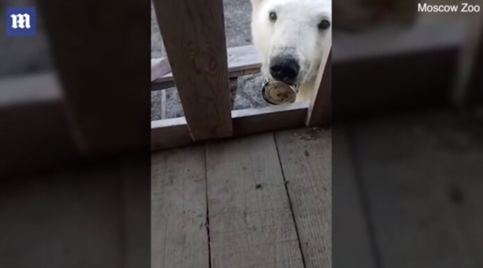 ΠΟΛΙΚΗ ΑΡΚΟΥΔΑ