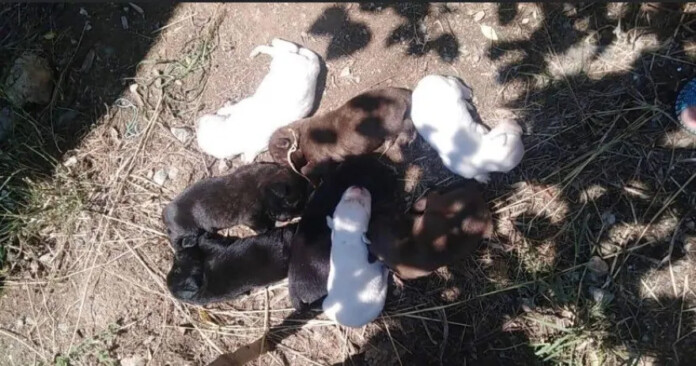 ΣΚΥΛΙΤΣΑ ΚΟΥΤΑΒΑΚΙΑ