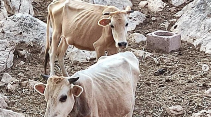 ΑΓΕΛΑΔΕΣ ΑΣΙΤΙΑ