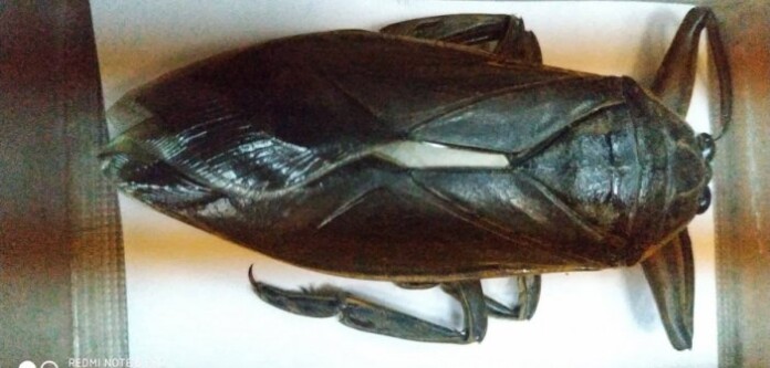 ΛΙΘΟΚΕΡΟΣ ΑΓΡΙΝΙΟ