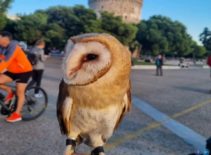 ΚΟΥΚΟΥΒΑΓΙΑ ΑΛΥΣΙΔΑ
