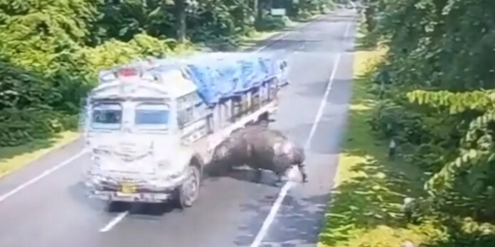 ΡΙΝΟΚΕΡΟΣ ΦΟΡΤΗΓΟ