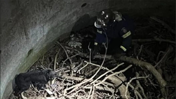 ΣΚΥΛΟΣ ΠΗΓΑΔΙ