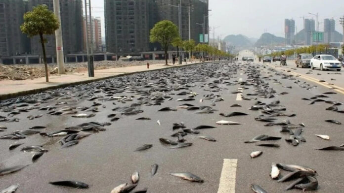 ΨΑΡΙΑ ΑΥΣΤΡΑΛΙΑ