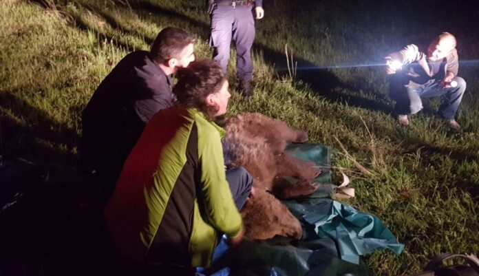 ΑΡΚΟΥΔΑ ΠΑΓΙΔΑ