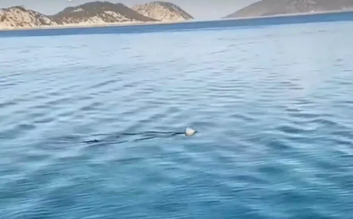 ΚΑΡΧΑΡΙΑΣ ΚΟΡΙΝΘΙΑΚΟΣ