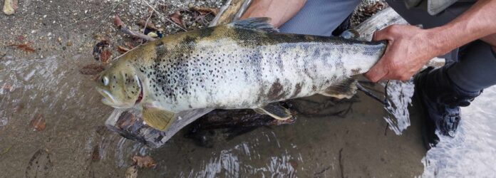 ΠΕΣΤΡΟΦΕΣ ΒΟΙΔΟΜΑΤΗΣ 1