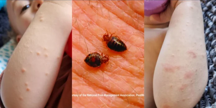 ΚΟΡΙΟΙ ΒΡΕΤΑΝΙΑ