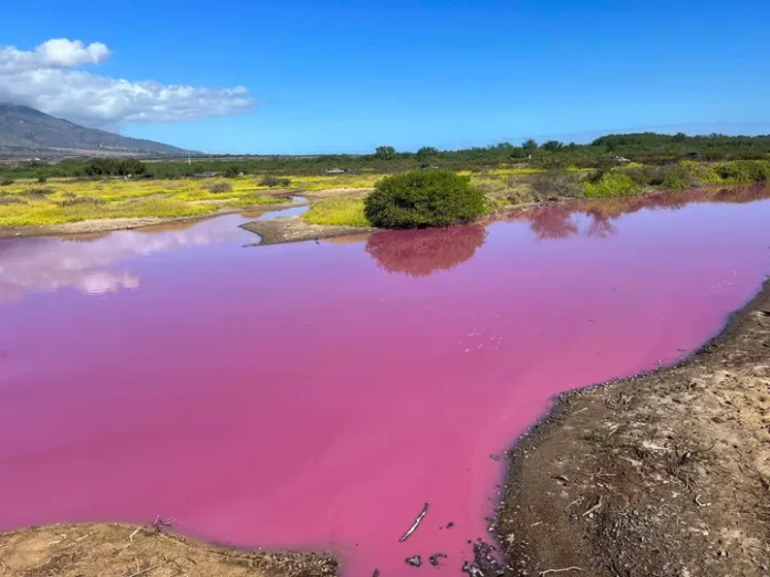 ΡΟΖ ΛΙΜΝΗ ΧΑΒΑΗ