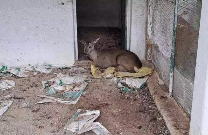 ΖΑΡΚΑΔΙ ΓΡΕΒΕΝΑ