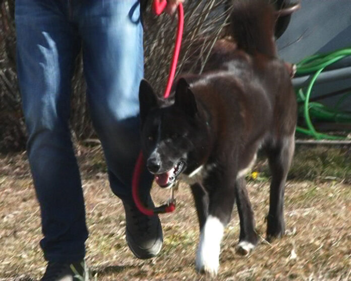 ΣΚΥΛΟΣ ΚΑΡΕΛΙΑΣ ΓΙΑ ΑΡΚΟΥΔΕΣ