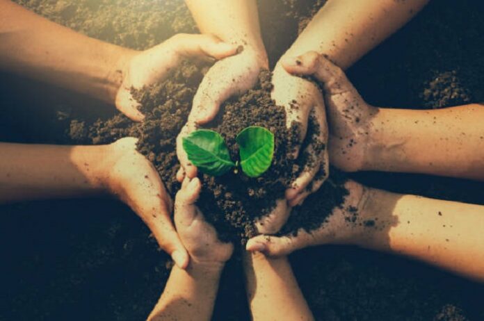 ΦΥΤΕΥΣΗ ΔΕΝΤΡΩΝ