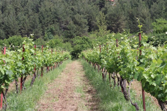 ΑΜΠΕΛΙΑ ΑΝΑΓΝΩΣΤΟΠΟΥΛΕΙΟΣ