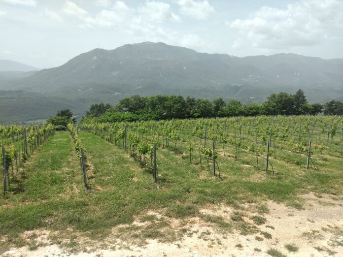 ΑΜΠΕΛΩΝΑΣ ΖΟΙΝΟΣ