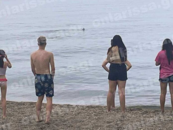 ΛΑΡΙΣΑ ΚΑΡΧΑΡΙΑΣ