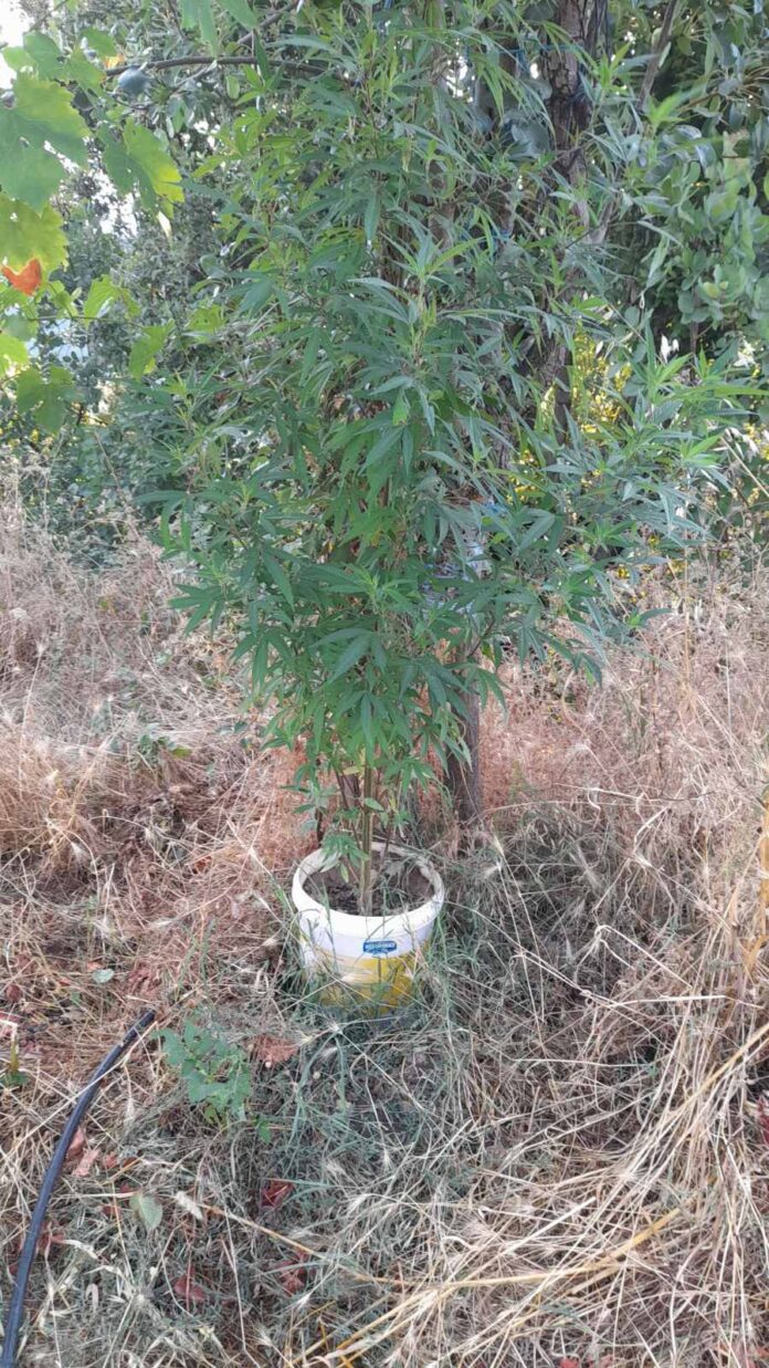 ΔΕΝΔΡΥΛΛΙΑ ΚΑΝΝΑΒΗ