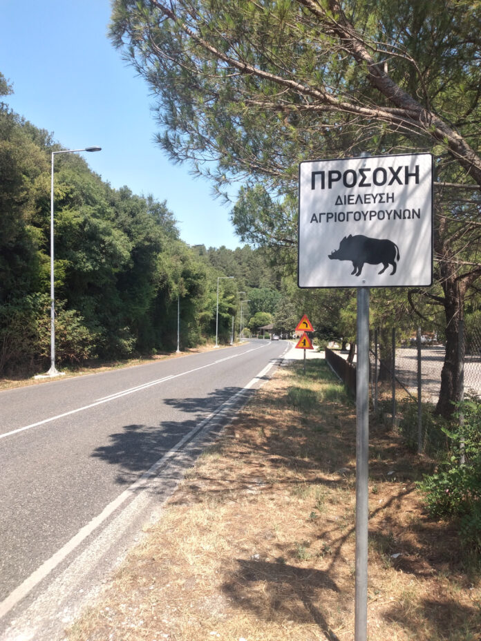 ΠΙΝΑΚΙΔΑ ΑΓΡΙΟΧΟΙΡΟΙ