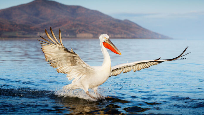 ΑΡΓΥΡΟΠΕΛΕΚΑΝΟΣ