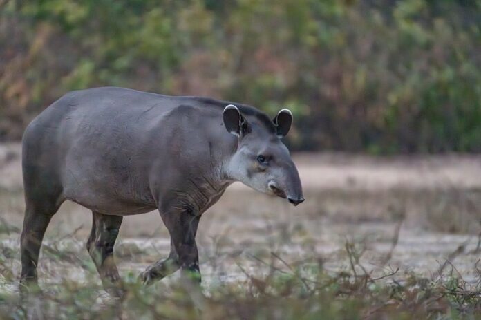 Tapir,Walking,By,But,Keeping,An,Eye,On,The,Camera